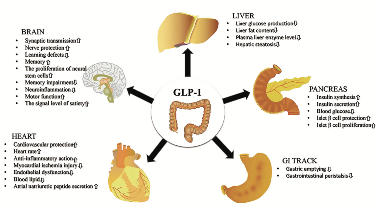 Do We Need to Withhold the New Medications Jardiance (SGLT2 Inhibitors ...